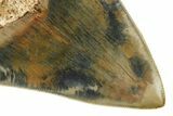 Serrated, Colorful, Fossil Megalodon Tooth - Indonesia #279217-3